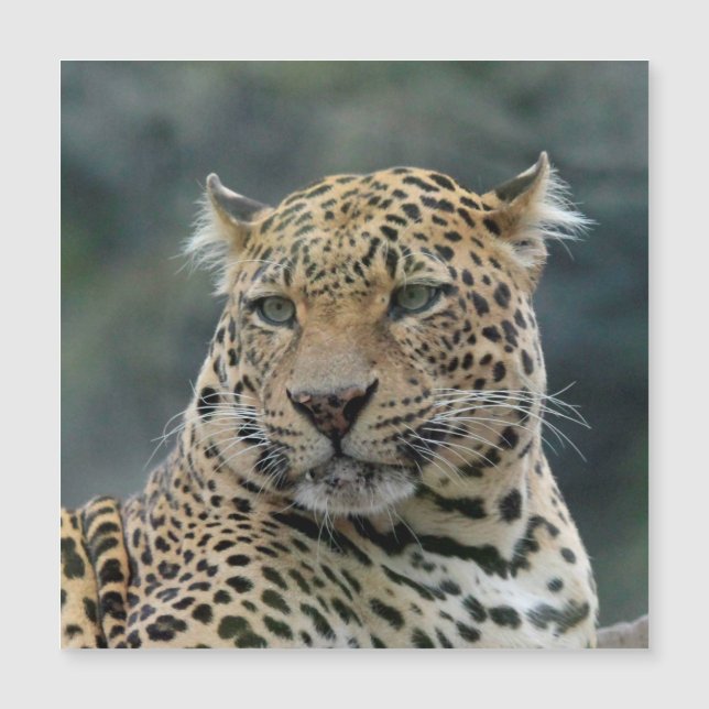Carte Magnétique Leopard 006 (Devant)
