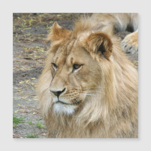 Carte Magnétique Lion 011