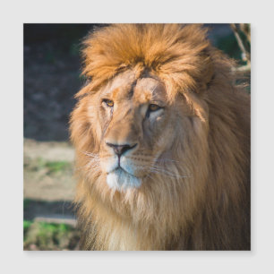 Carte Magnétique Lion 013