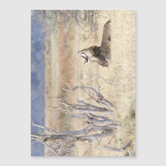 Carte Magnétique Lion de Yawning (Devant)