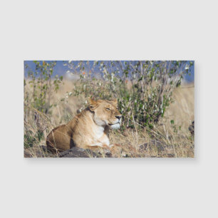 Carte Magnétique Lioness se reposant