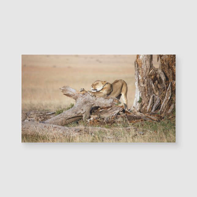 Carte Magnétique Lioness stretching (Devant)