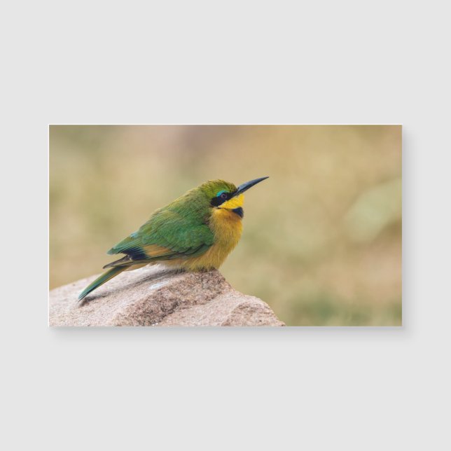 Carte Magnétique Little Bee-Eater (Devant)
