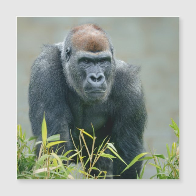 Carte Magnétique Lope de Gorilla Blackback (Devant)
