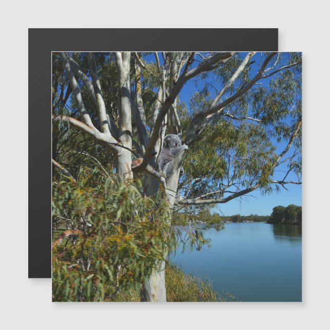 Carte Magnétique L'Ours De Koala Dormait Dans Un Arbre De Gomme, (Devant / Derrière)