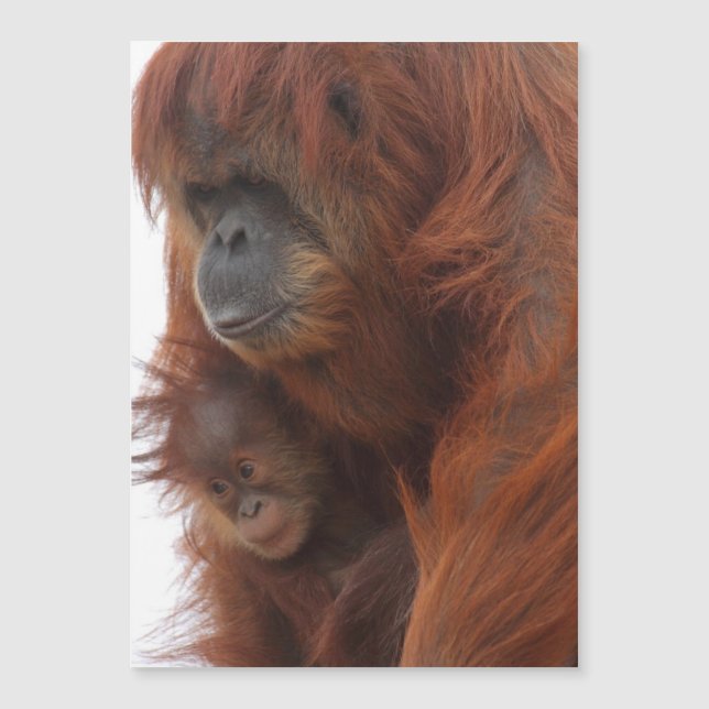 Carte Magnétique Maman et bébé Orangutan (Devant)