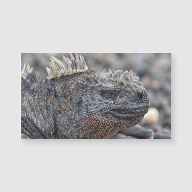 Carte Magnétique Marine Iguana (Devant)
