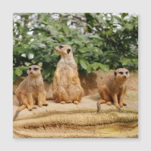 Carte Magnétique Meerkat 008