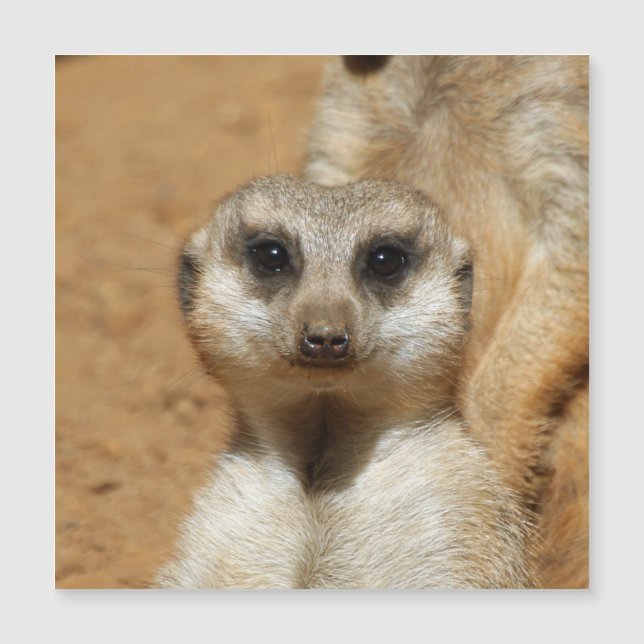Carte Magnétique Meerkat 016 (Devant)