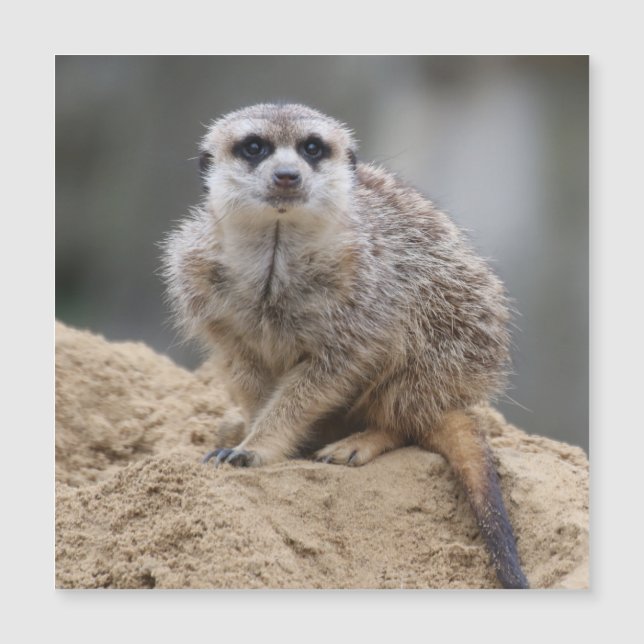 Carte Magnétique Meerkat 021 (Devant)