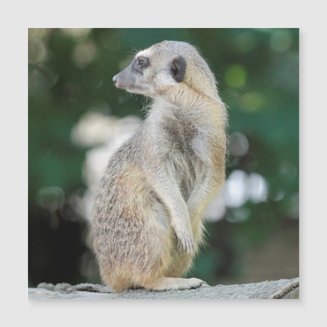 Carte Magnétique Meerkat 025 (Devant)