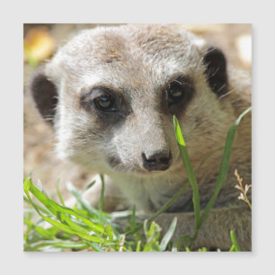 Carte Magnétique Meerkat 026