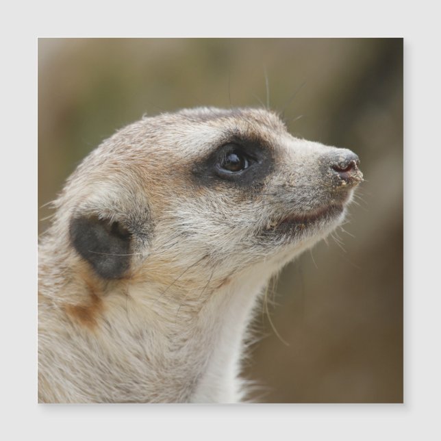 Carte Magnétique Meerkat 028 (Devant)