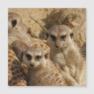 Carte Magnétique Meerkat 039