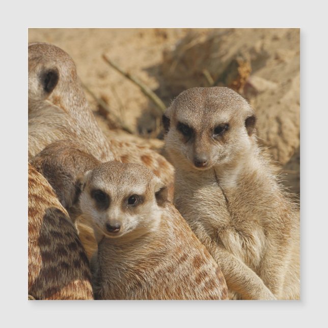 Carte Magnétique Meerkat 039 (Devant)