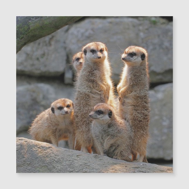 Carte Magnétique Meerkat 110 (Devant)