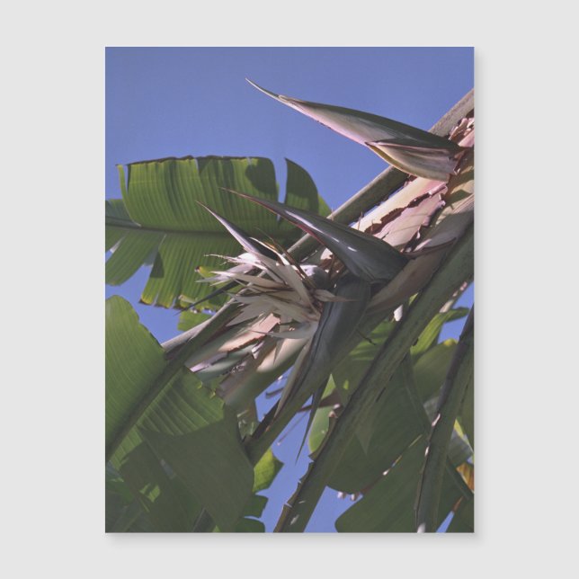Carte Magnétique Oiseau blanc du paradis - Aimant photo flexible  (Devant)