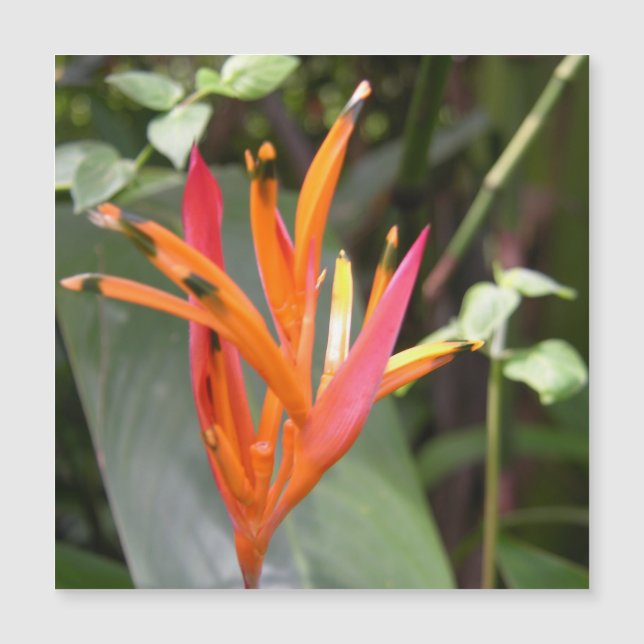 Carte Magnétique Oiseau orange hawaïen du Paradis (Devant)