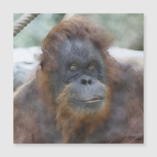 Carte Magnétique Orang aquarelle