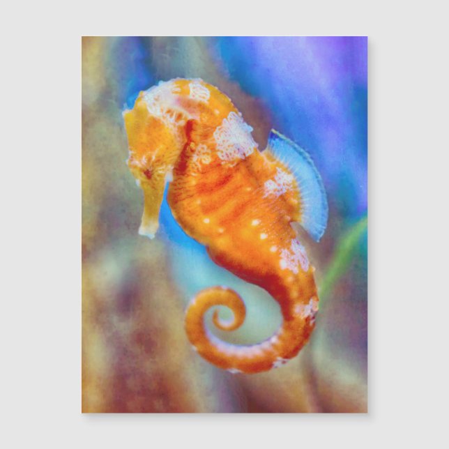 Carte Magnétique Orange Seahorse délice (Devant)