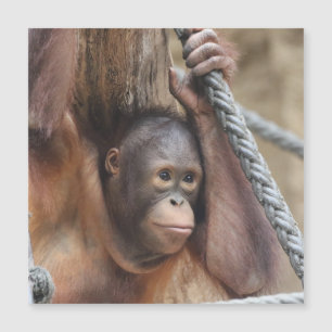 Carte Magnétique OrangUtan 002