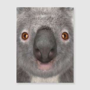 Carte Magnétique Ours koala