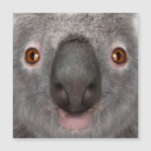 Carte Magnétique Ours koala