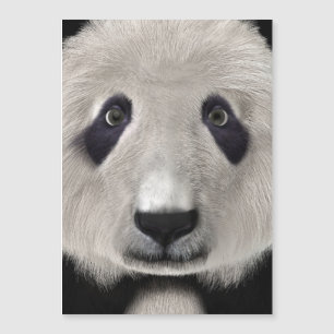 Carte Magnétique Ours Panda