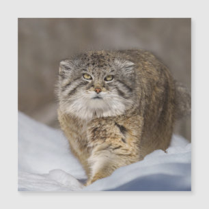 Carte Magnétique Pallas Chat dans la neige