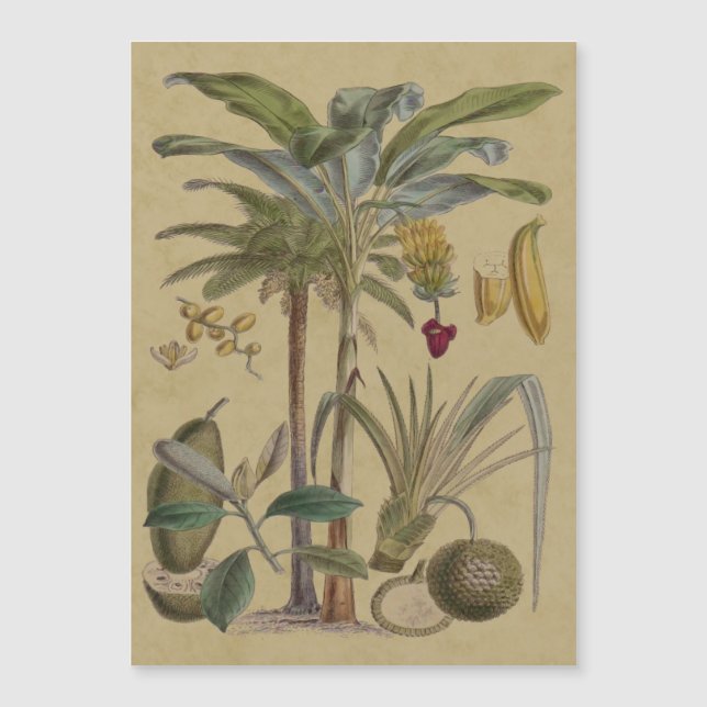 Carte Magnétique Palm Antique Fruit Tropical Art Botanique (Devant)