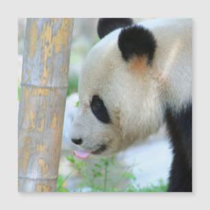 Carte Magnétique Panda20170502_by_JAMFoto