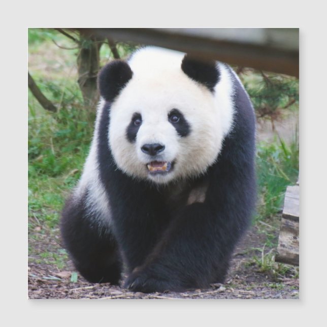 Carte Magnétique Panda_20190301_by_JAMFoto (Devant)
