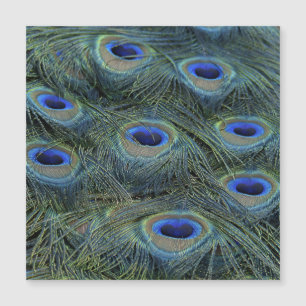 Carte Magnétique Peacock20160301