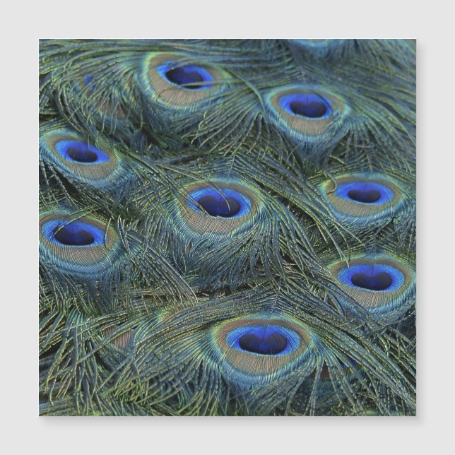 Carte Magnétique Peacock20160301 (Devant)