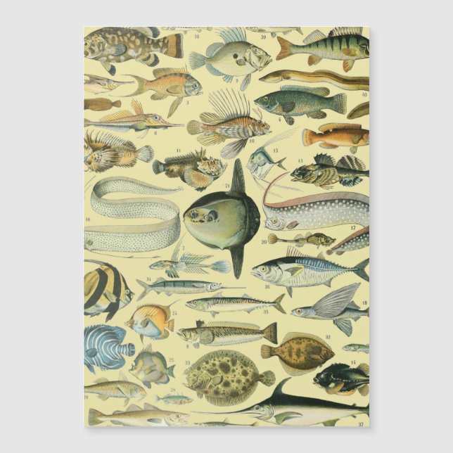 Carte Magnétique Pêche scientifique vintage (Devant)