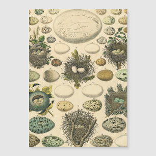 Carte Magnétique Peinture artistique de nid d'oeuf d'oiseau vintage
