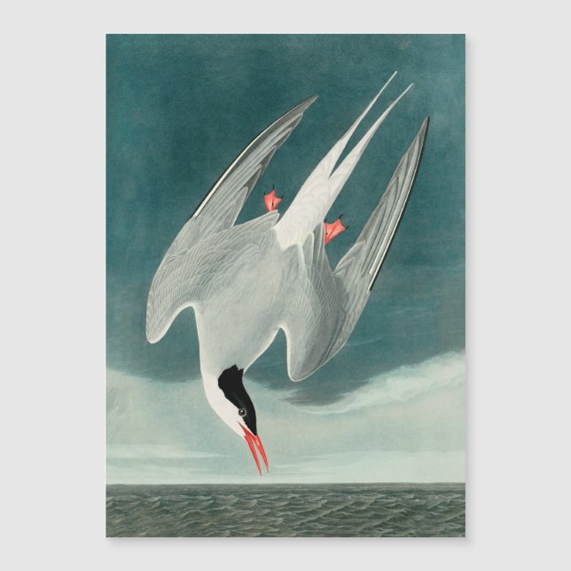 Carte Magnétique Peinture de la faune de la sterne de l'Arctique Au (Devant)
