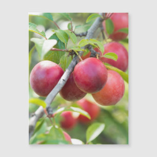 Carte Magnétique Plum cerise sur branche