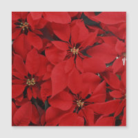 Poinsettias pour Noël