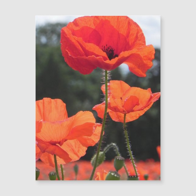 Carte Magnétique Poppy Field, beautiful blooms, (Devant)
