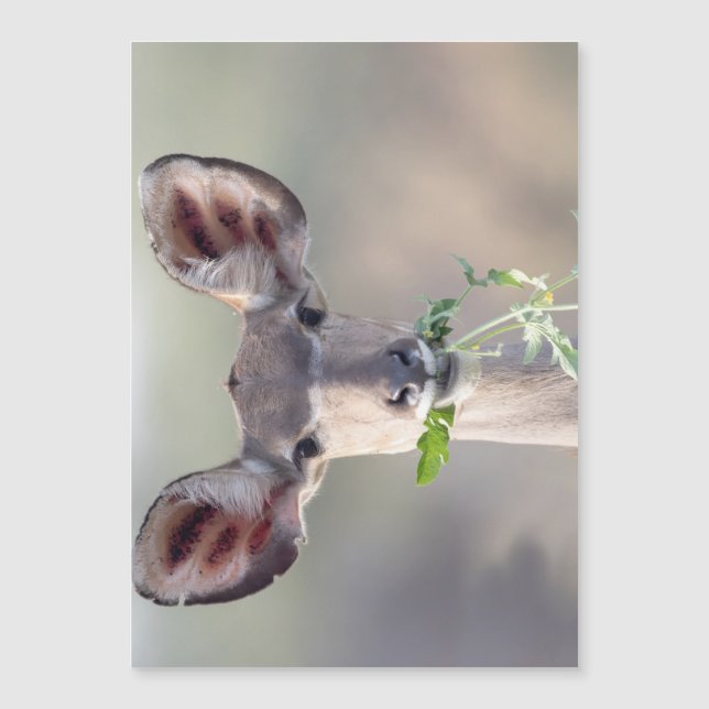 Carte Magnétique Portrait de Kudu (Devant)