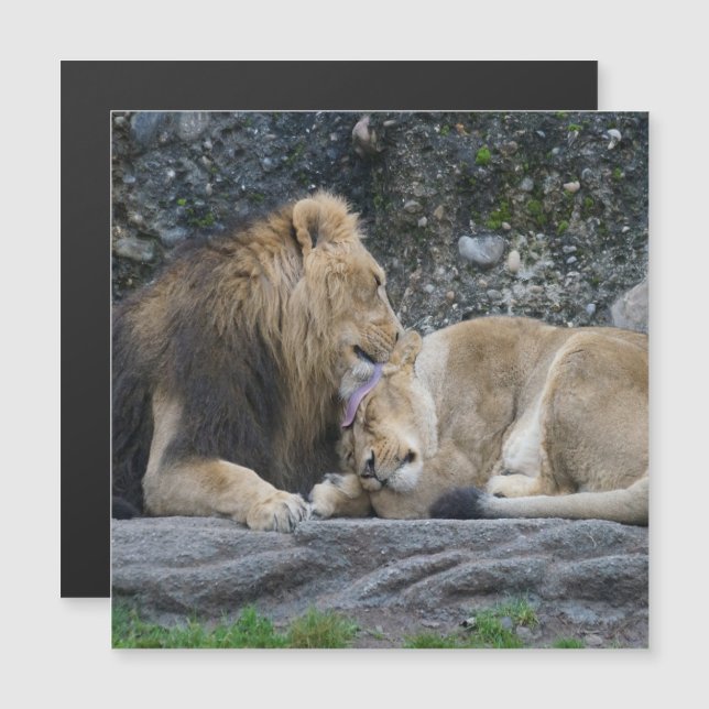 Carte Magnétique Puissant amour Lion (Devant / Derrière)