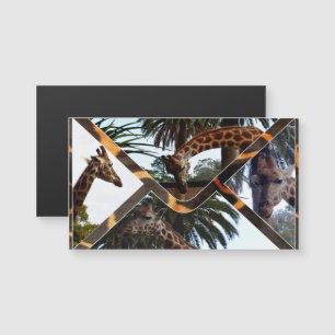 Carte Magnétique Quatre Giraffes Sur Une Enveloppe De Giraffe,