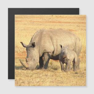 Carte Magnétique rhinocéros mignons en afrique