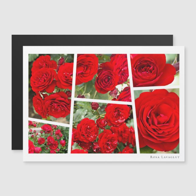 Carte Magnétique Rosa Lavaglut (Devant / Derrière)