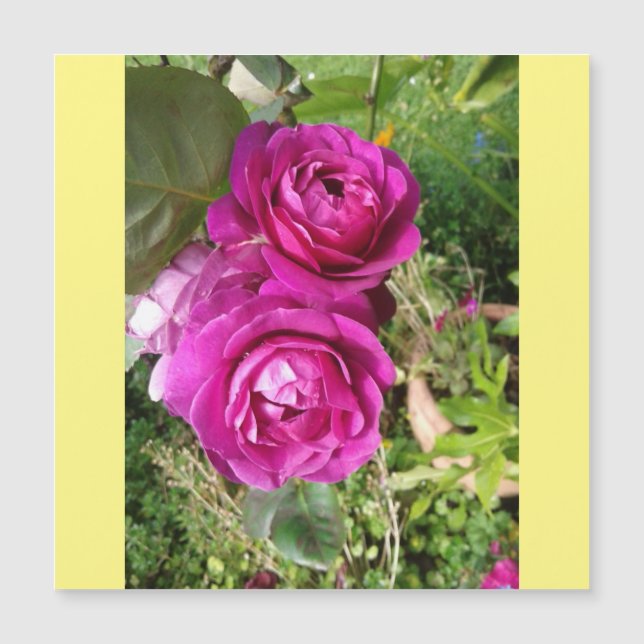 Carte Magnétique rose à l'ancienne (Devant)