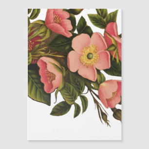 Carte Magnétique Roses Anciennes Jolies Roses Botaniques Roses