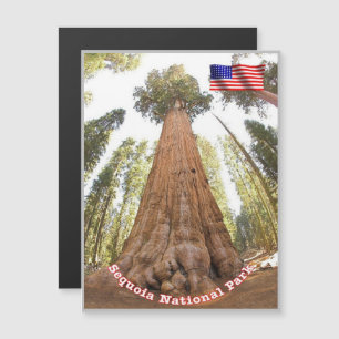 Carte Magnétique Sequoia - Général Sherman Tree - États-Unis -
