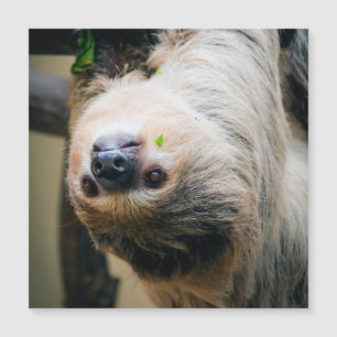 Carte Magnétique Sloth 001