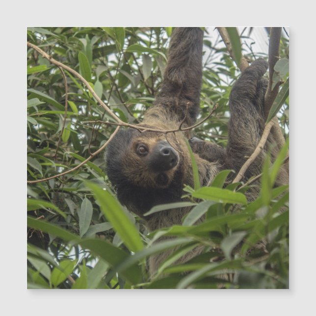 Carte Magnétique Sloth_20171103_by_JAMFoto (Devant)